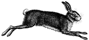 hare