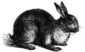 rabbit