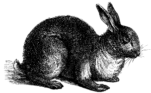 rabbit