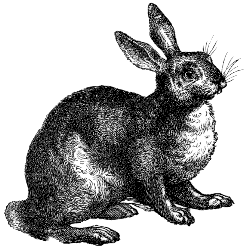 hare