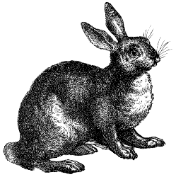 hare