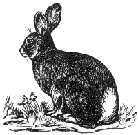 cottontail rabbit