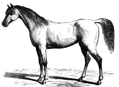 Arabian horse