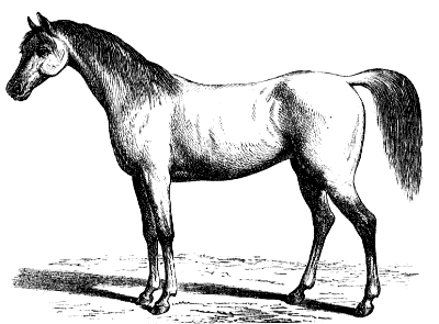 Arabian horse