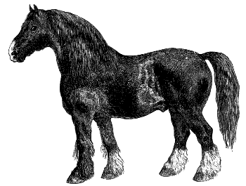 Belgian draft horse