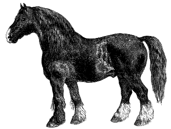 Belgian draft horse