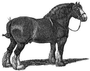 Clydesdale