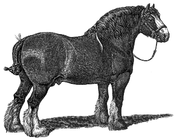 Clydesdale