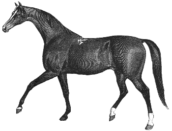 thoroughbred horse