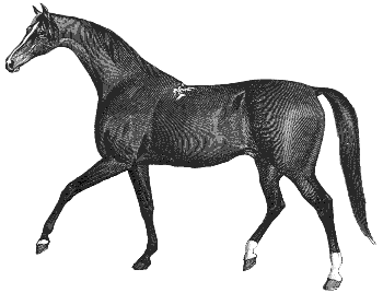 thoroughbred horse