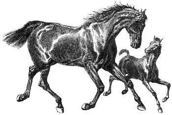 mare & foal