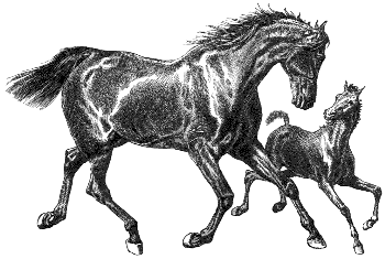 mare & foal
