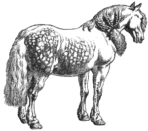 Percheron