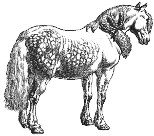 Percheron