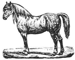 horse