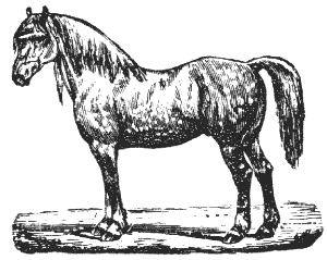 horse