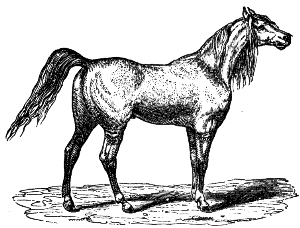Arabian horse