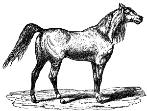 Arabian horse