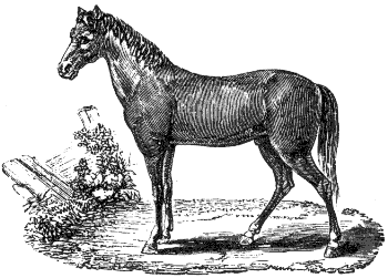 horse