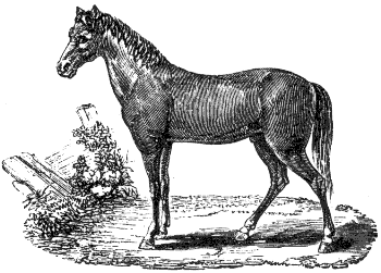 horse