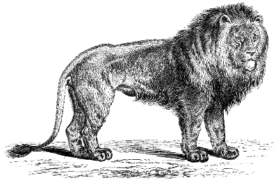 lion