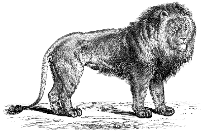 lion