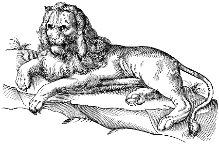 lion