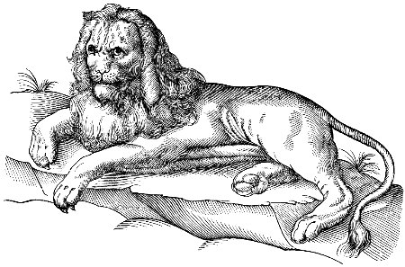 lion