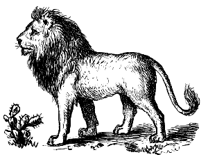 lion