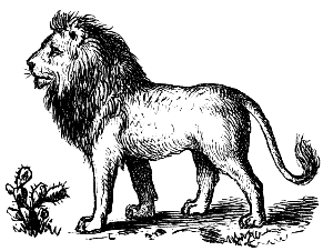 lion