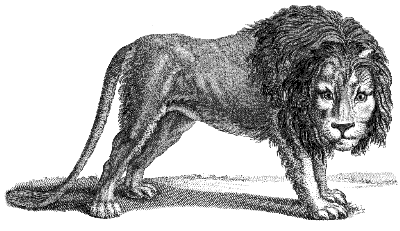 lion