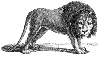 lion