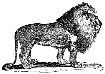 lion