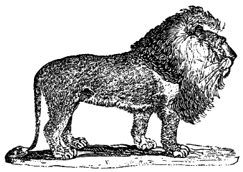 lion