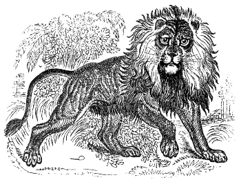 lion
