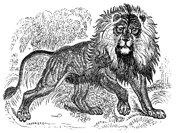 lion