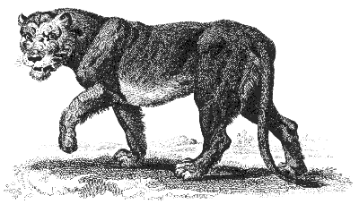 lioness