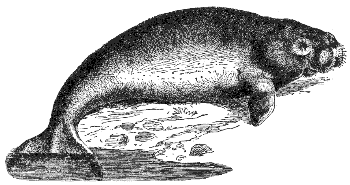 dugong