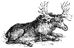 moose