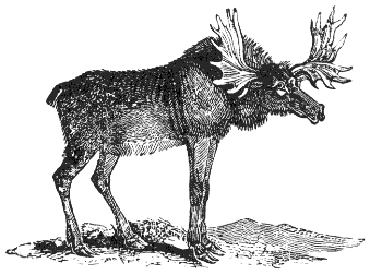 moose