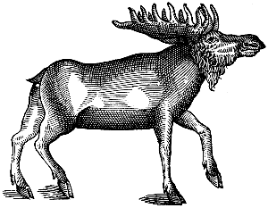 moose