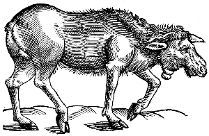 moose without antlers