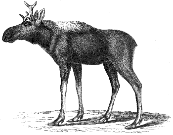 moose
