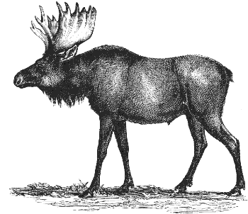 moose
