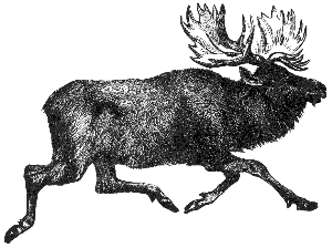 moose