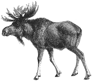 moose