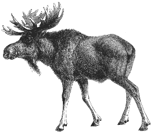 moose