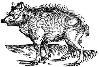 wild boar