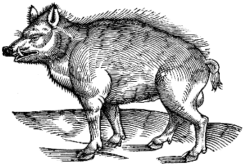 wild boar