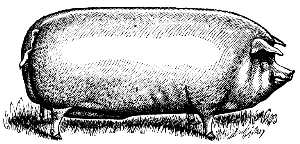 domestic pig